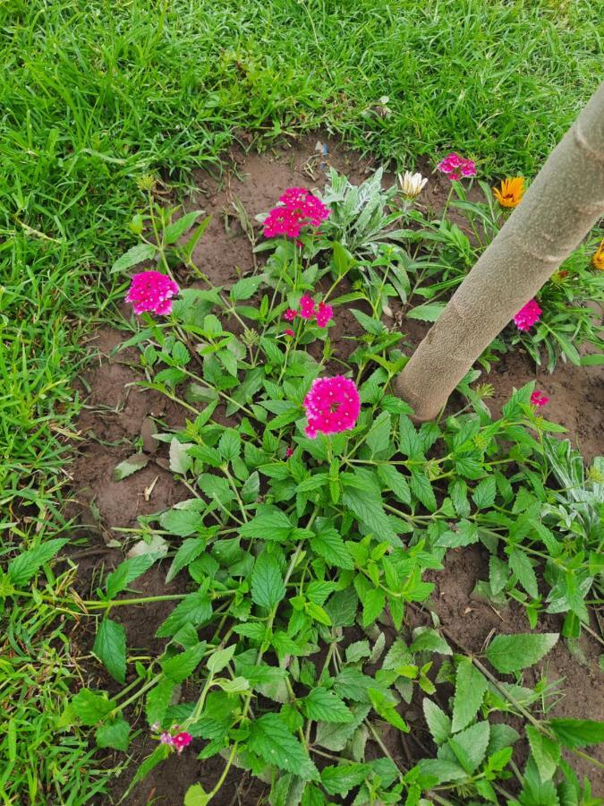Velipojë Vila Pushimi Regis מראה חיצוני תמונה